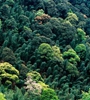 青海省持續(xù)開展大規(guī)模造林，國土綠化面積進一步擴大，省東部地區(qū)森林覆蓋率達32%高于全國平均水平