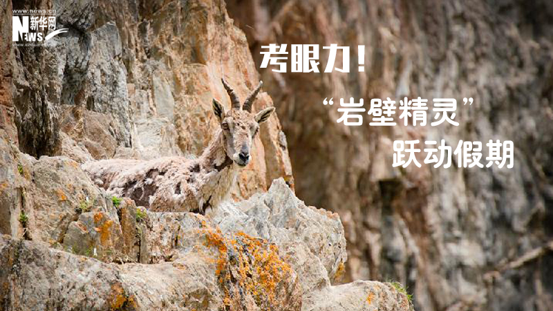 三江源慢直播丨考眼力！“巖壁精靈”躍動假期