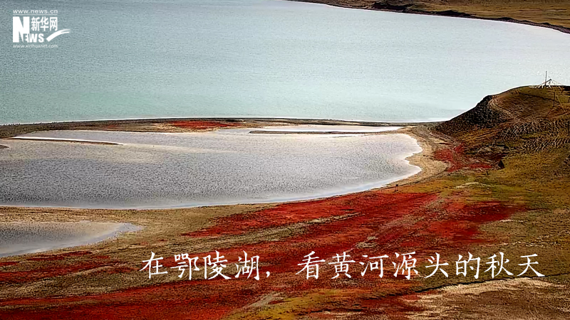 三江源慢直播丨在鄂陵湖，看黃河源頭的秋天
