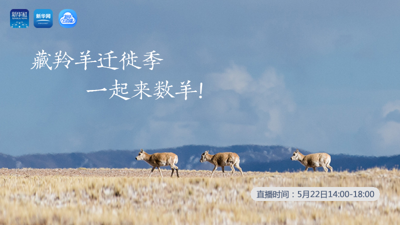 三江源慢直播丨藏羚羊遷徙季 一起來數(shù)羊！