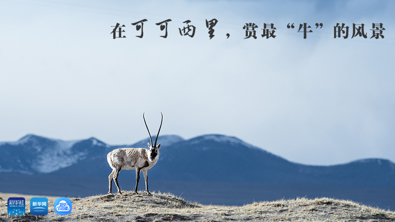 三江源慢直播丨在可可西里，賞最“牛”的美景